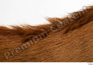 Deer Doe 2 fur neck 0002.jpg